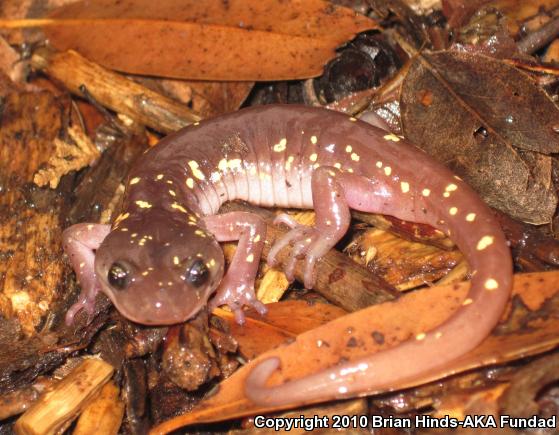 Arboreal Salamander (Aneides lugubris)