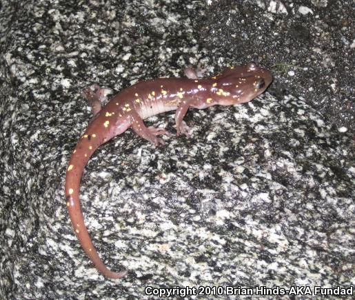 Arboreal Salamander (Aneides lugubris)