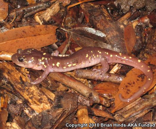 Arboreal Salamander (Aneides lugubris)