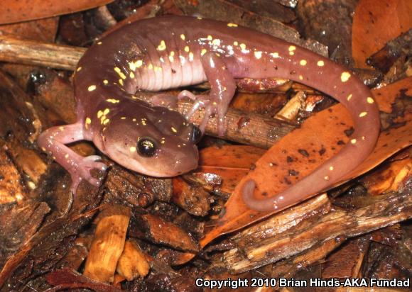 Arboreal Salamander (Aneides lugubris)