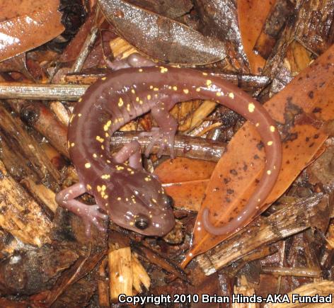 Arboreal Salamander (Aneides lugubris)