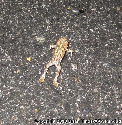 Southern California Toad (Anaxyrus boreas halophilus)