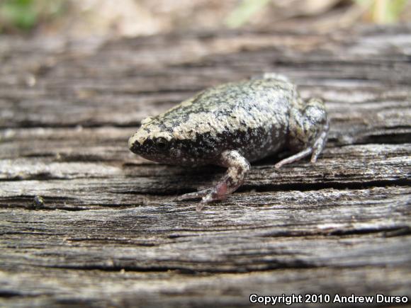 Eastern Narrow-mouthed Toad (Gastrophryne carolinensis)