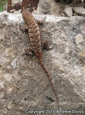 Eastern Fence Lizard (Sceloporus undulatus)