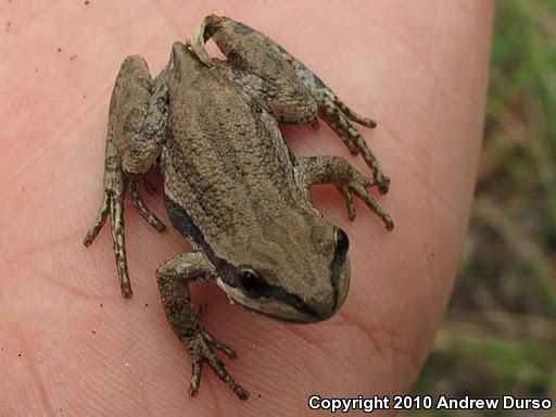 Boreal Chorus Frog (Pseudacris maculata)