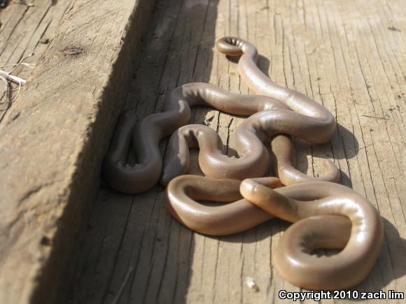 Northern Rubber Boa (Charina bottae)