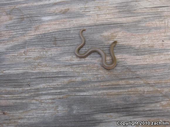 Northern Rubber Boa (Charina bottae)