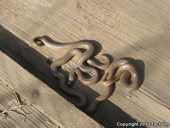 Northern Rubber Boa (Charina bottae)