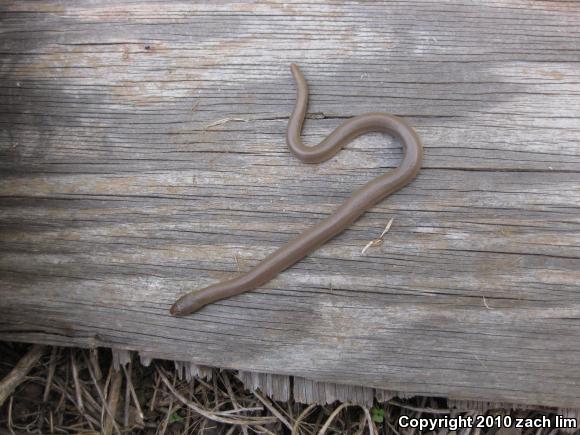 Northern Rubber Boa (Charina bottae)