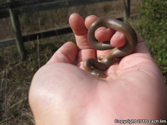 Northern Rubber Boa (Charina bottae)