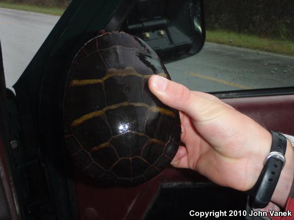 Eastern Painted Turtle (Chrysemys picta picta)