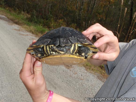 Yellow-bellied Slider (Trachemys scripta scripta)