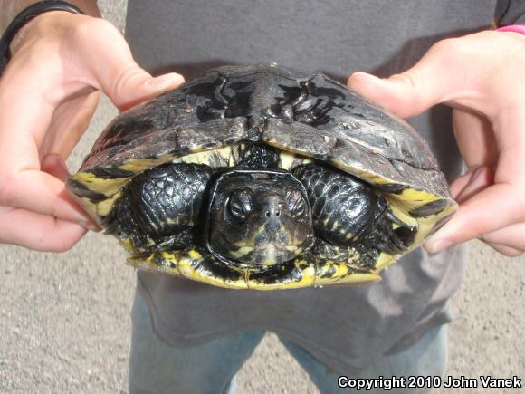 Yellow-bellied Slider (Trachemys scripta scripta)