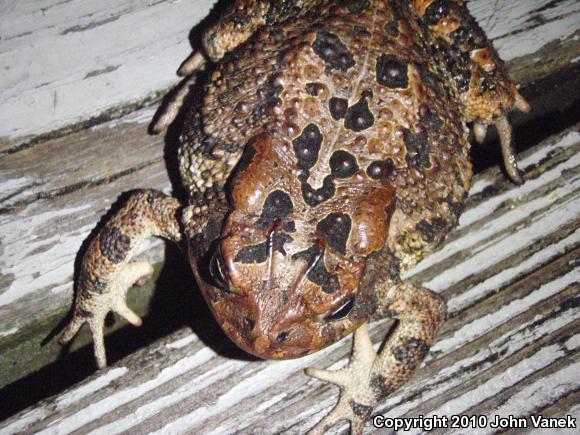 Southern Toad (Anaxyrus terrestris)