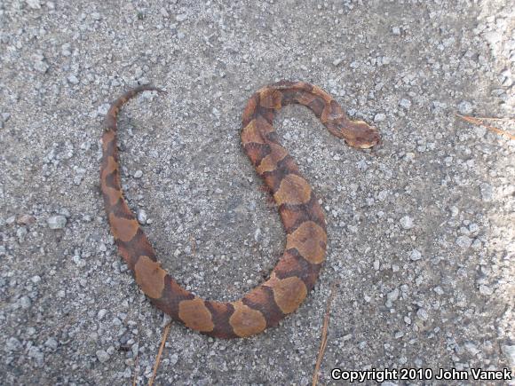 Southern Copperhead (Agkistrodon contortrix contortrix)