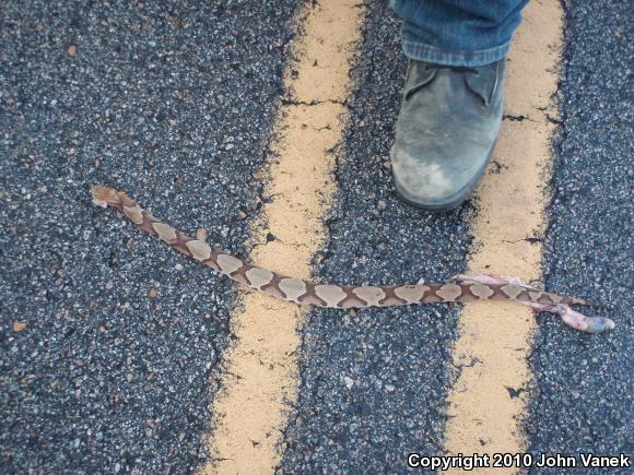 Southern Copperhead (Agkistrodon contortrix contortrix)