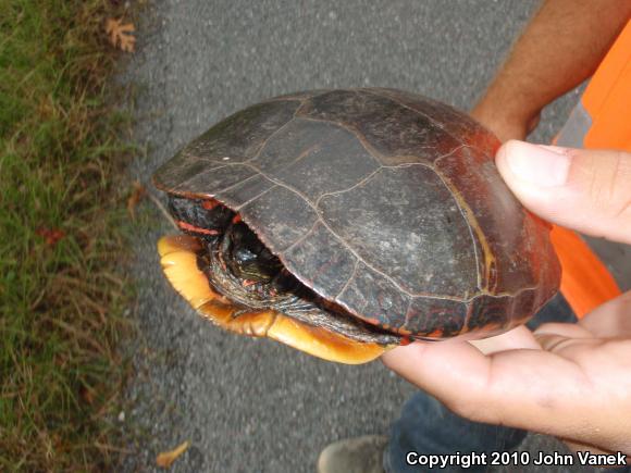 Eastern Painted Turtle (Chrysemys picta picta)