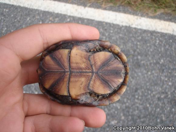 Eastern Mud Turtle (Kinosternon subrubrum subrubrum)