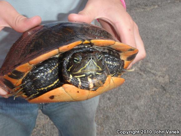 Eastern River Cooter (Pseudemys concinna concinna)