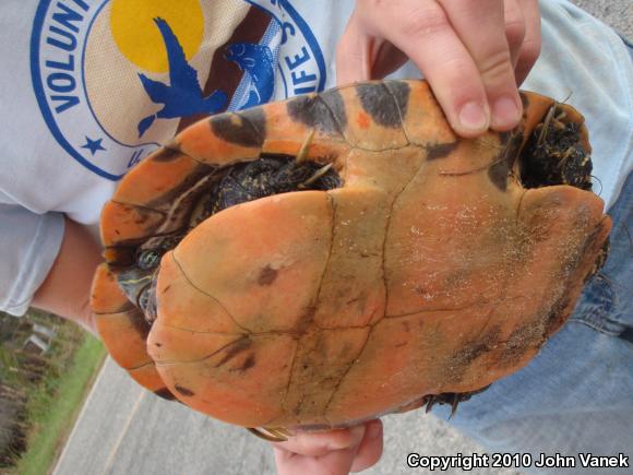 Eastern River Cooter (Pseudemys concinna concinna)