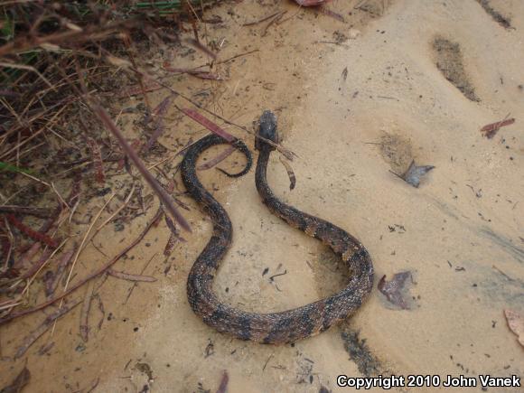 Eastern Cottonmouth (Agkistrodon piscivorus piscivorus)