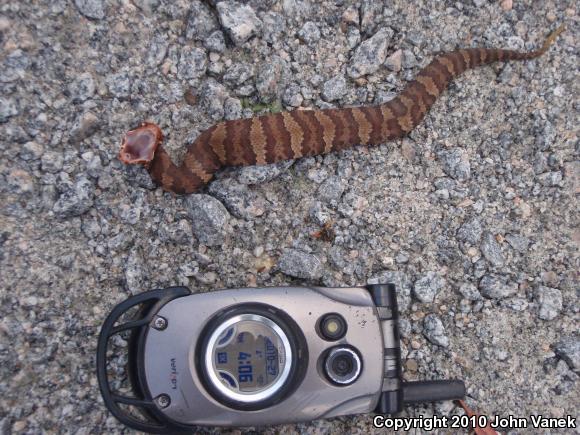 Eastern Cottonmouth (Agkistrodon piscivorus piscivorus)