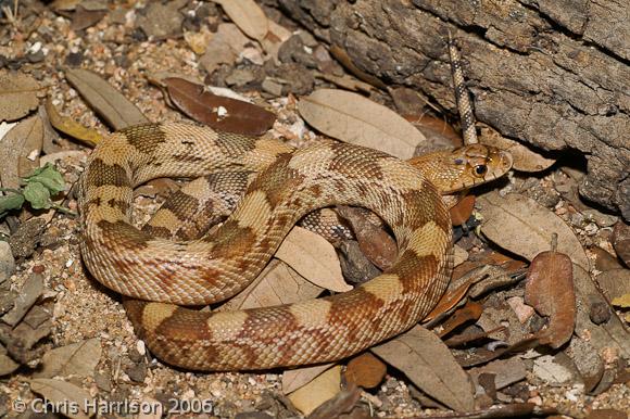 Northern Mexican Bullsnake (Pituophis deppei jani)