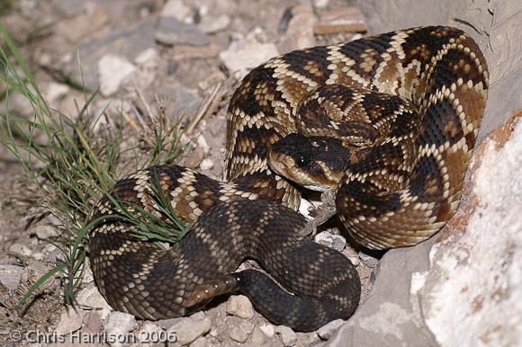 Mexican Black-tailed Rattlesnake (Crotalus molossus nigrescens)