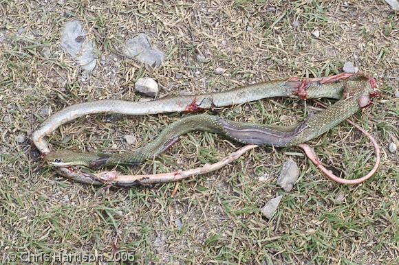 Ruthven's Whipsnake (Coluber schotti ruthveni)