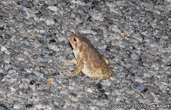 Dwarf American Toad (Anaxyrus americanus charlesmithi)