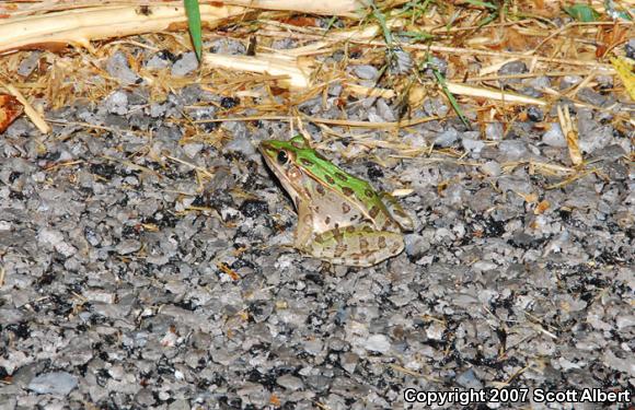 Southern Leopard Frog (Lithobates sphenocephalus utricularius)