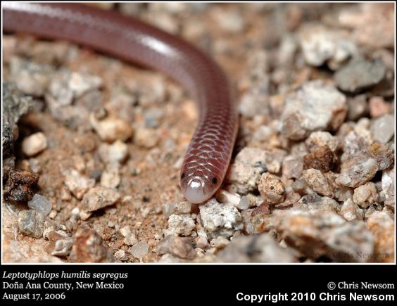 Trans-Pecos Threadsnake (Leptotyphlops humilis segregus)