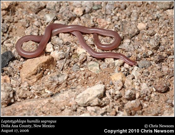 Trans-Pecos Threadsnake (Leptotyphlops humilis segregus)