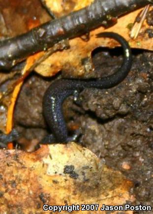 Eastern Red-backed Salamander (Plethodon cinereus)