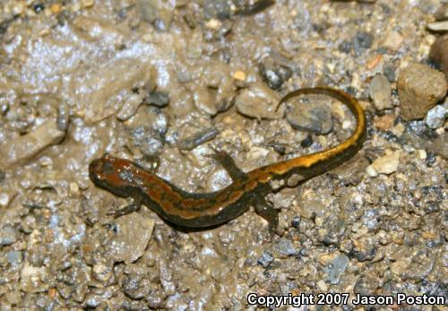 Northern Dusky Salamander (Desmognathus fuscus)