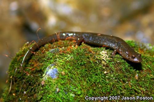 Northern Dusky Salamander (Desmognathus fuscus)