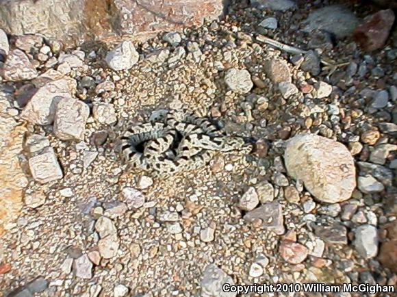 Baird's Ratsnake (Pantherophis bairdi)