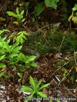 Northern Watersnake (Nerodia sipedon)