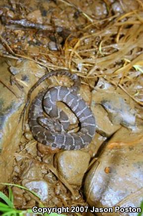 Northern Watersnake (Nerodia sipedon)