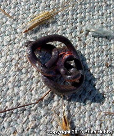 San Diego Ring-necked Snake (Diadophis punctatus similis)