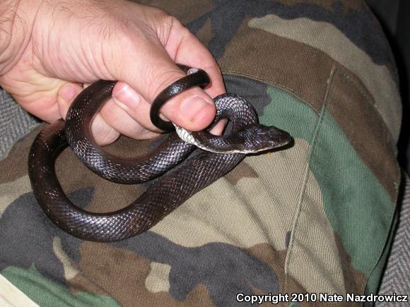 North American Ratsnakes (Pantherophis)