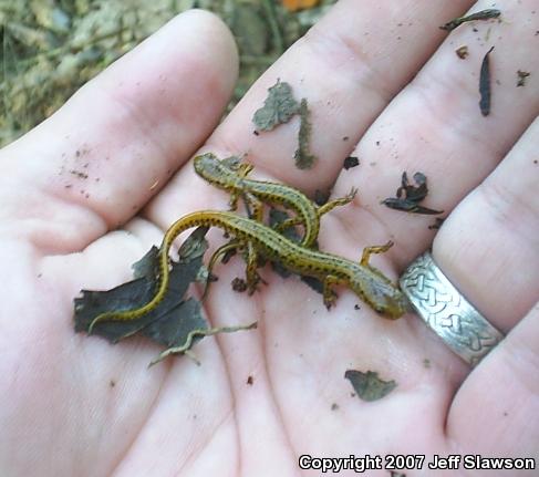 Long-tailed Salamander (Eurycea longicauda longicauda)