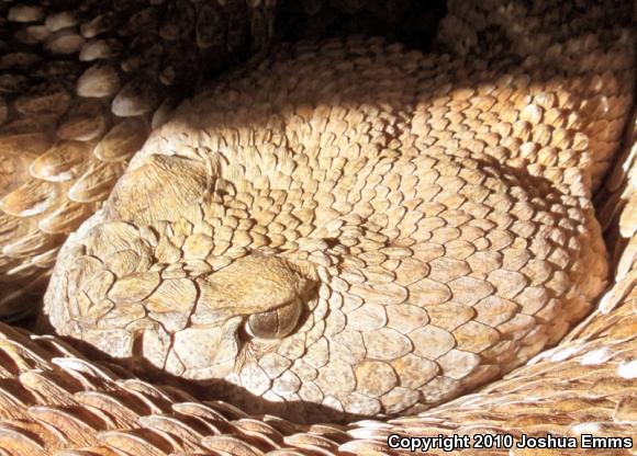 Western Diamond-backed Rattlesnake (Crotalus atrox)