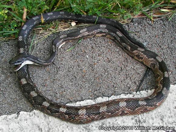 Gray Ratsnake (Pantherophis obsoletus spiloides)