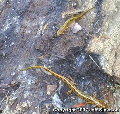 Long-tailed Salamander (Eurycea longicauda longicauda)