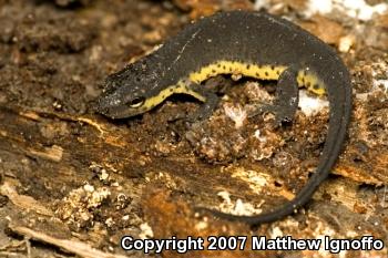 Central Newt (Notophthalmus viridescens louisianensis)