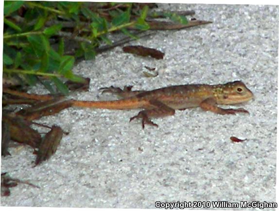 West African Rainbow Lizard (Agama agama africana)