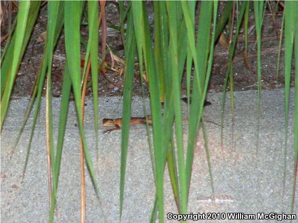 West African Rainbow Lizard (Agama agama africana)