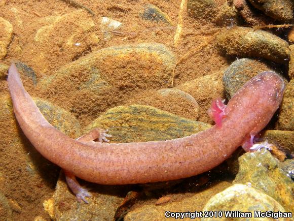 Blue Ridge Spring Salamander (Gyrinophilus porphyriticus danielsi)