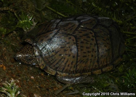 Razor-backed Musk Turtle (Sternotherus carinatus)